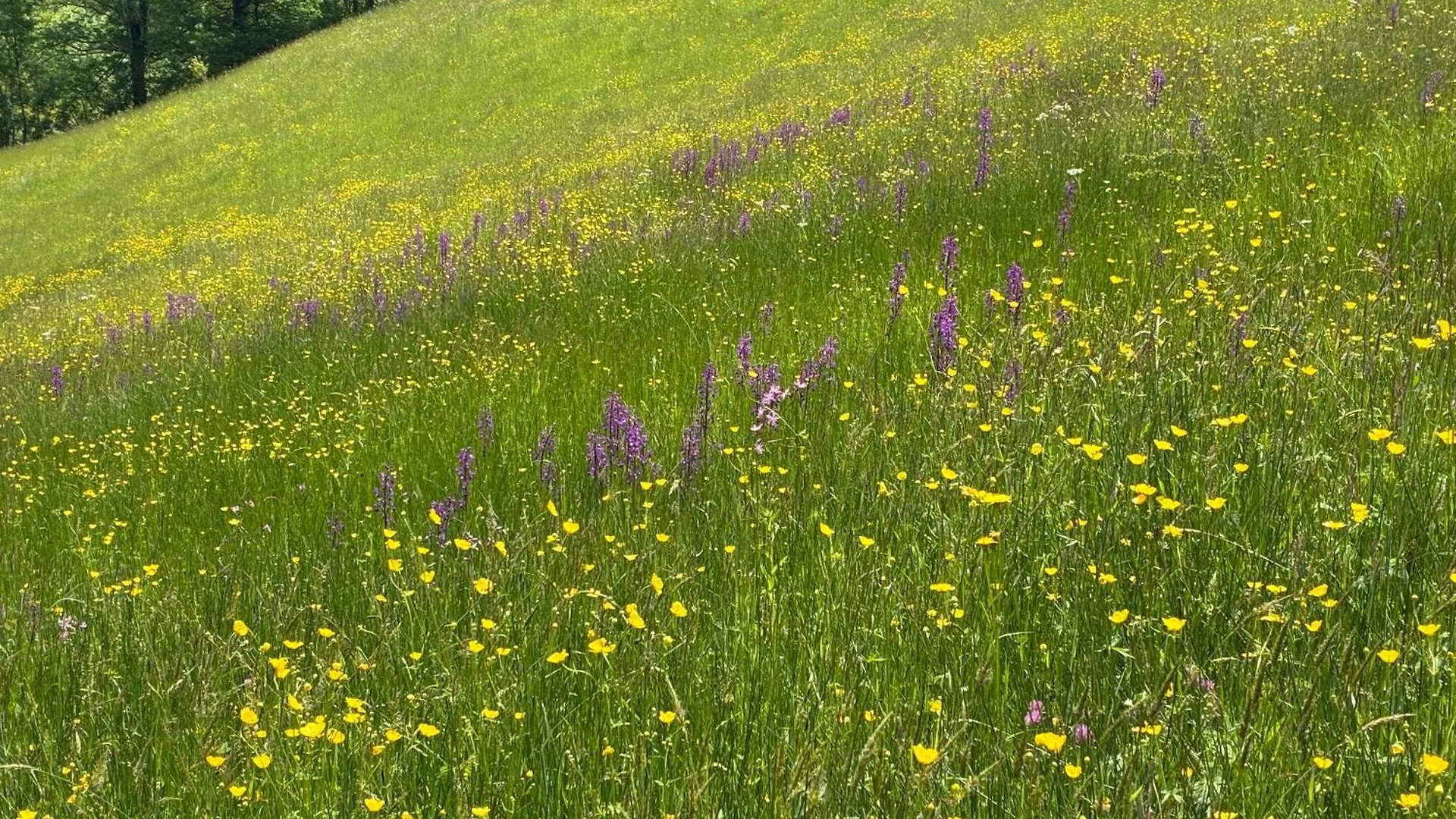 Domaine De Jouani Gite La Charrue Villecomtal