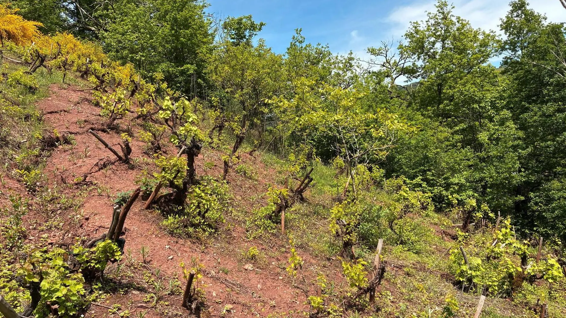Prázdninový dům Domaine De Jouani Gite La Charrue Villecomtal